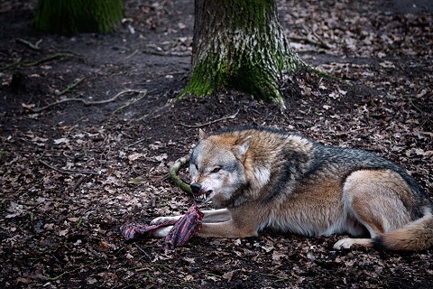 The majesty of wolves • INSP News Service