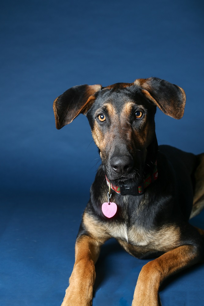 Erick’s dog Blue. This dog went missing shortly after the shoot but was recently reunited with Erick thanks to a local dog rescue. [Credit: Kathy Martin]