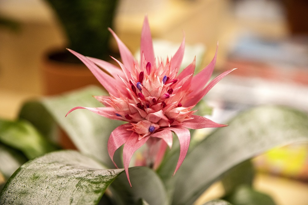 A silver vase bromeliad. [Credit: Nathan Poppe, The Curbside Chronicle]
